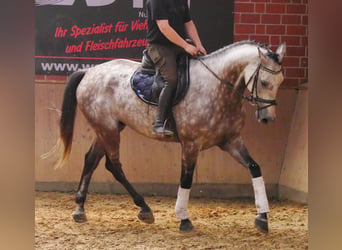 KWPN, Gelding, 7 years, 16.1 hh, Grey-Dapple