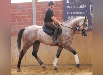 KWPN, Gelding, 7 years, 16.1 hh, Grey-Dapple