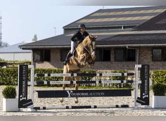 KWPN, Gelding, 7 years, 16.1 hh