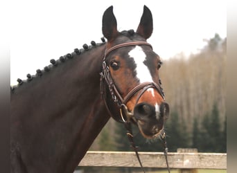 KWPN, Gelding, 7 years, 16.1 hh, Smoky-Black