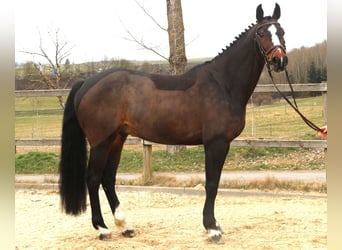KWPN, Gelding, 7 years, 16.1 hh, Smoky-Black