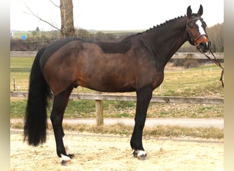 KWPN, Gelding, 7 years, 16.1 hh, Smoky-Black