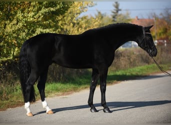 KWPN, Gelding, 7 years, 16,2 hh, Black