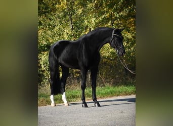 KWPN, Gelding, 7 years, 16,2 hh, Black