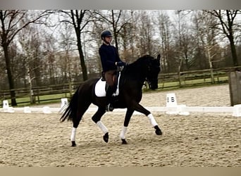 KWPN, Gelding, 7 years, 16.2 hh, Black