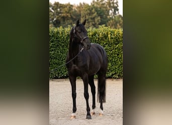 KWPN, Gelding, 7 years, 16.2 hh, Black