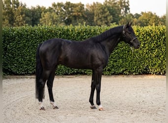 KWPN, Gelding, 7 years, 16.2 hh, Black