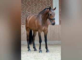 KWPN, Gelding, 7 years, 16.2 hh, Brown