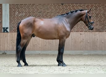 KWPN, Gelding, 7 years, 16.2 hh, Brown