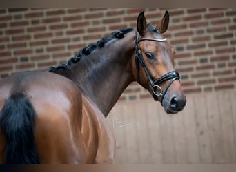 KWPN, Gelding, 7 years, 16.2 hh, Brown