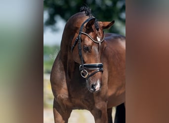 KWPN, Gelding, 7 years, 16.2 hh, Brown