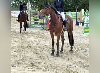 KWPN, Gelding, 7 years, 16.2 hh, Brown