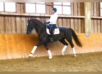 KWPN, Gelding, 7 years, 16,2 hh, Chestnut