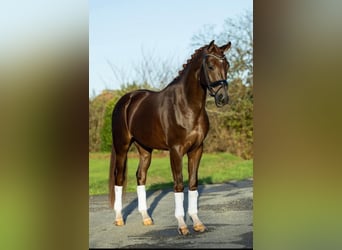 KWPN, Gelding, 7 years, 16.2 hh, Chestnut