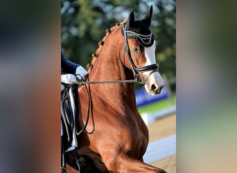 KWPN, Gelding, 7 years, 16,2 hh, Chestnut-Red