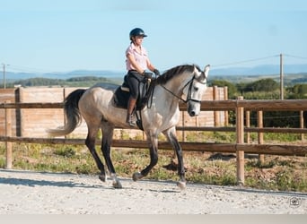 KWPN, Gelding, 7 years, 16.2 hh, Dun