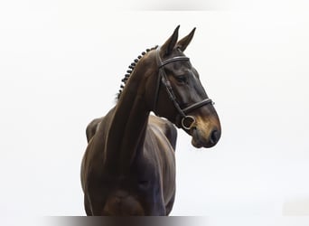 KWPN, Gelding, 7 years, 16.2 hh