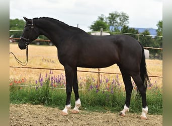 KWPN, Gelding, 7 years, 16.3 hh, Bay-Dark