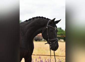 KWPN, Gelding, 7 years, 16.3 hh, Bay-Dark