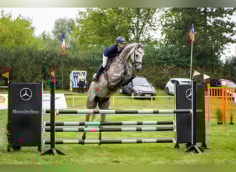 KWPN, Gelding, 7 years, 16.3 hh, Grey