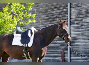 KWPN, Gelding, 7 years, 16 hh, Bay-Dark