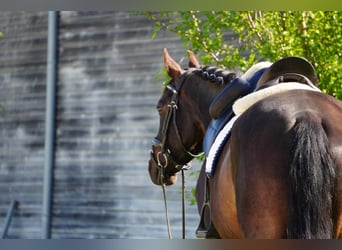 KWPN, Gelding, 7 years, 16 hh, Bay-Dark