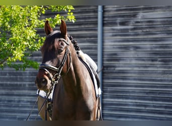 KWPN, Gelding, 7 years, 16 hh, Bay-Dark