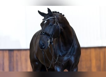 KWPN, Gelding, 7 years, 16 hh, Black