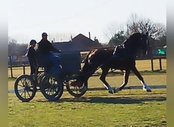 KWPN, Gelding, 7 years, 16 hh, Brown