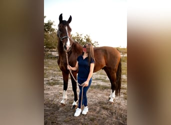 KWPN, Gelding, 7 years, 16 hh, Brown