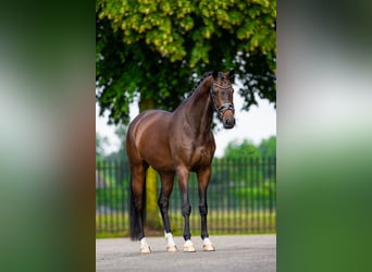 KWPN, Gelding, 7 years, 16 hh, Brown