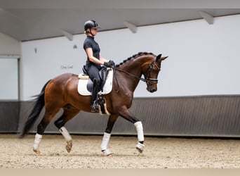 KWPN, Gelding, 7 years, 16 hh, Brown