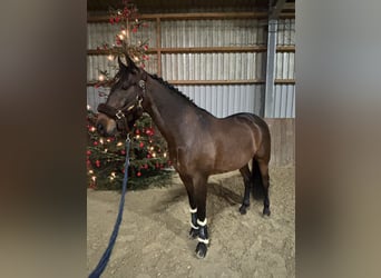 KWPN Mix, Gelding, 7 years, 16 hh, Brown