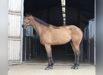 KWPN, Gelding, 7 years, 16 hh, Brown