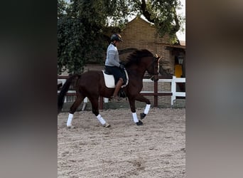 KWPN, Gelding, 7 years, 16 hh, Chestnut-Red