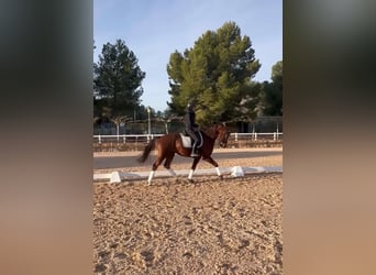 KWPN, Gelding, 7 years, 16 hh, Chestnut-Red