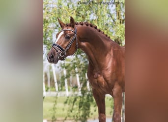 KWPN, Gelding, 7 years, 16 hh, Chestnut-Red