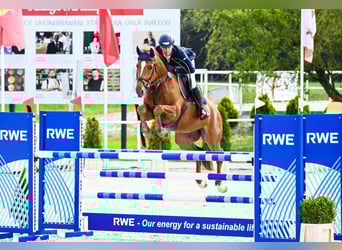 KWPN, Gelding, 7 years, 16 hh, Chestnut-Red