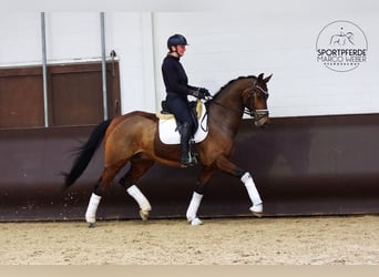 KWPN, Gelding, 7 years, 16,1 hh, Bay-Dark