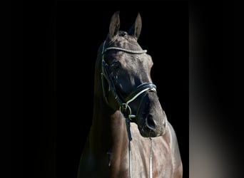 KWPN, Gelding, 7 years, 16,1 hh, Black