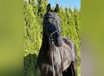 KWPN, Gelding, 7 years, 16,1 hh, Black