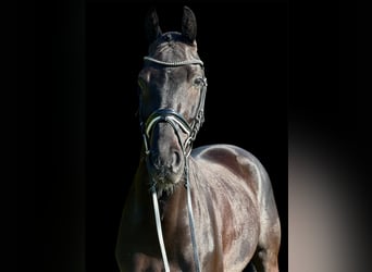 KWPN, Gelding, 7 years, 16,1 hh, Black