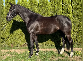 KWPN, Gelding, 7 years, 16,1 hh, Black