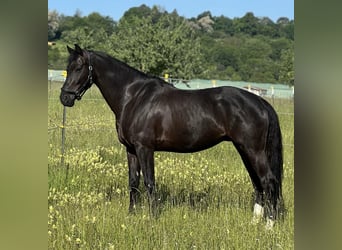 KWPN, Gelding, 7 years, 16,1 hh, Black