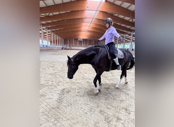 KWPN, Gelding, 7 years, 16,1 hh, Black