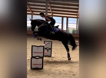KWPN, Gelding, 7 years, 16,1 hh, Black