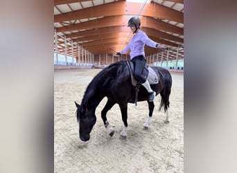 KWPN, Gelding, 7 years, 16,1 hh, Black