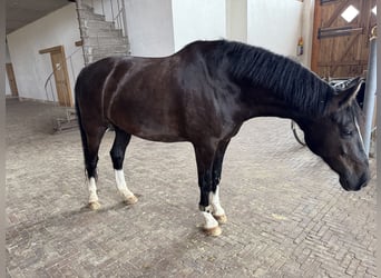 KWPN, Gelding, 7 years, 16,1 hh, Black