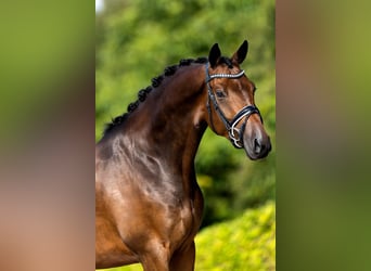 KWPN, Gelding, 7 years, 16,1 hh, Brown