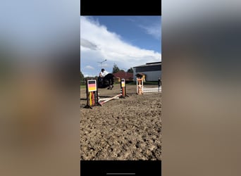 KWPN, Gelding, 7 years, 16,1 hh, Brown